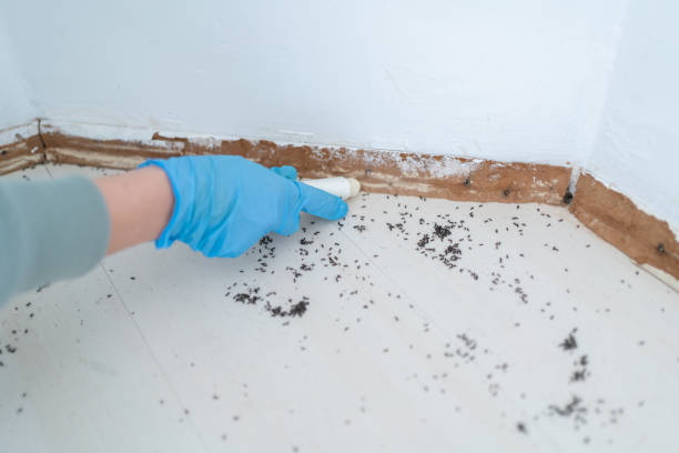 Best Affordable Pest Control Services  in Clyde, OH